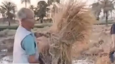 صورة عم محمود صاحب الأرض