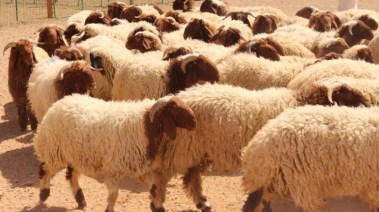 قطيع من الخراف - أرشيفية