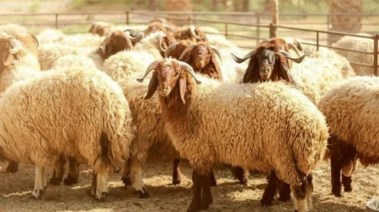 نصائح ذهبية عند شراء خروف العيد 2026