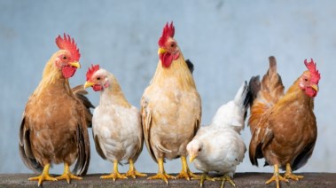 هل يجوز التضحية بالطيور