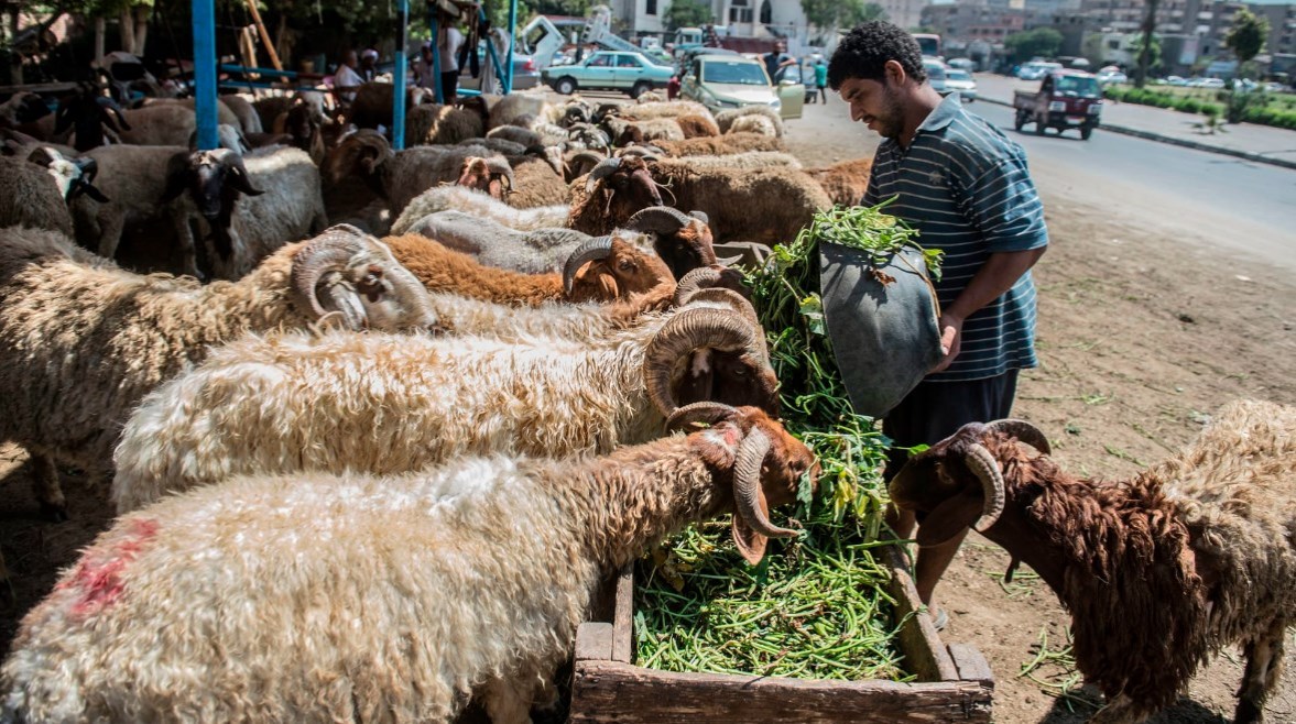 أضاحي العيد