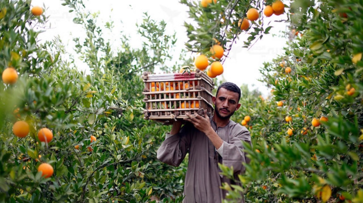 برتقال