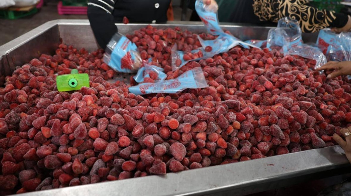 محطة «البيهو» لتصدير الفراولة والعنب