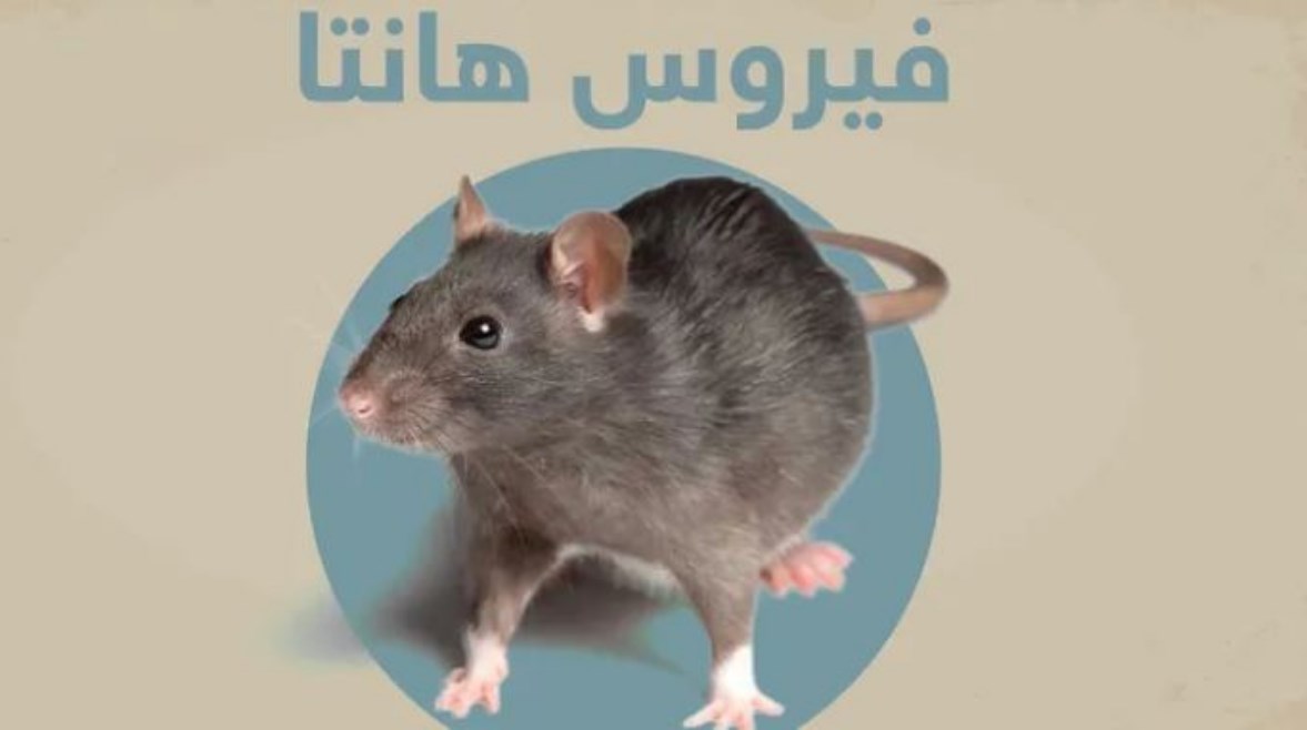 فيروس هانتا - توضيحية