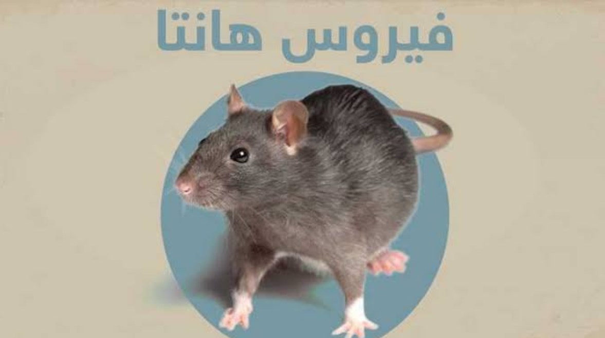 فيروس هانتا - تعبيرية 