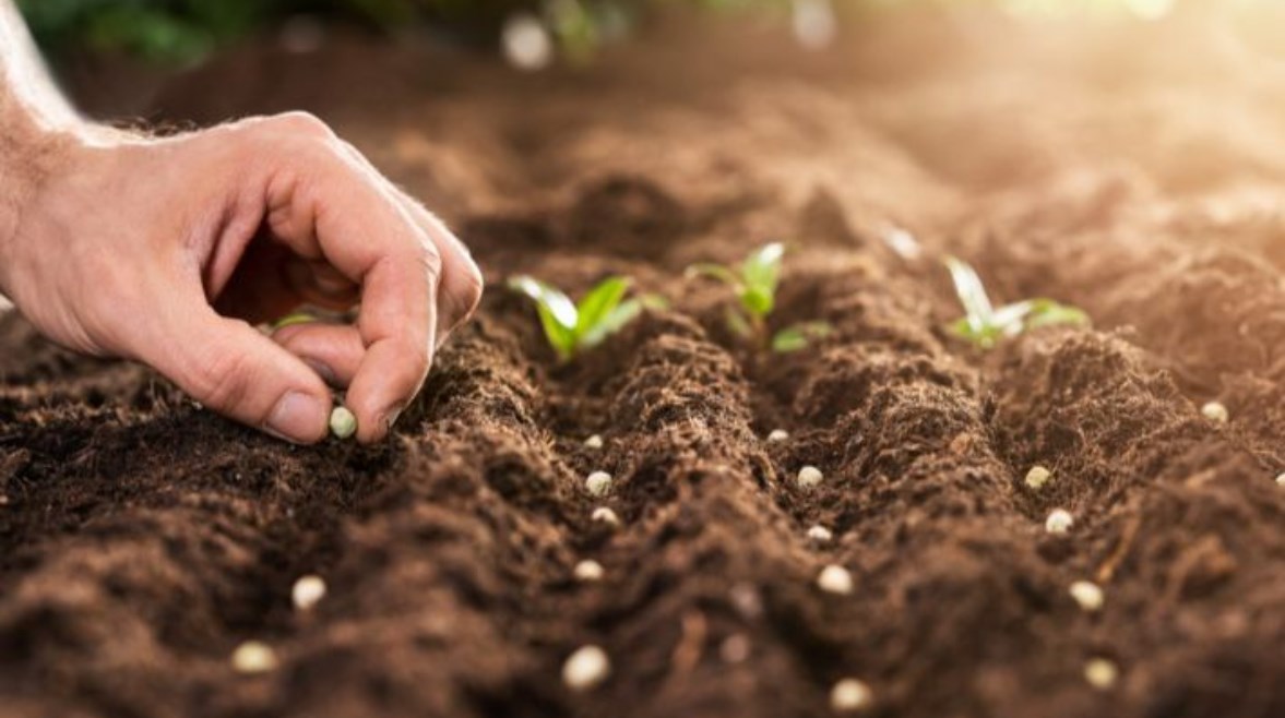 بذور تنمو في الأرض