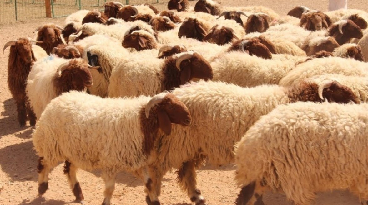 الأضحية 