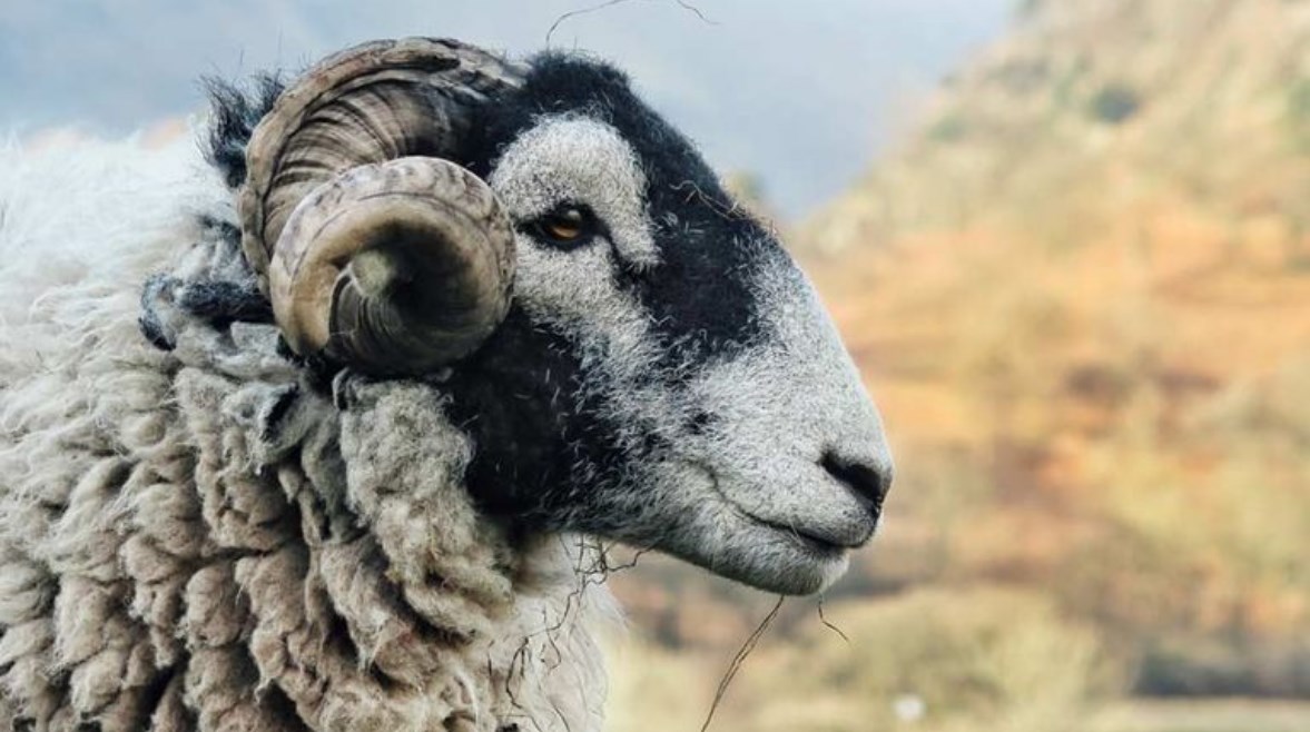 متى يبدأ وينتهي وقت ذبح الأضحية؟
