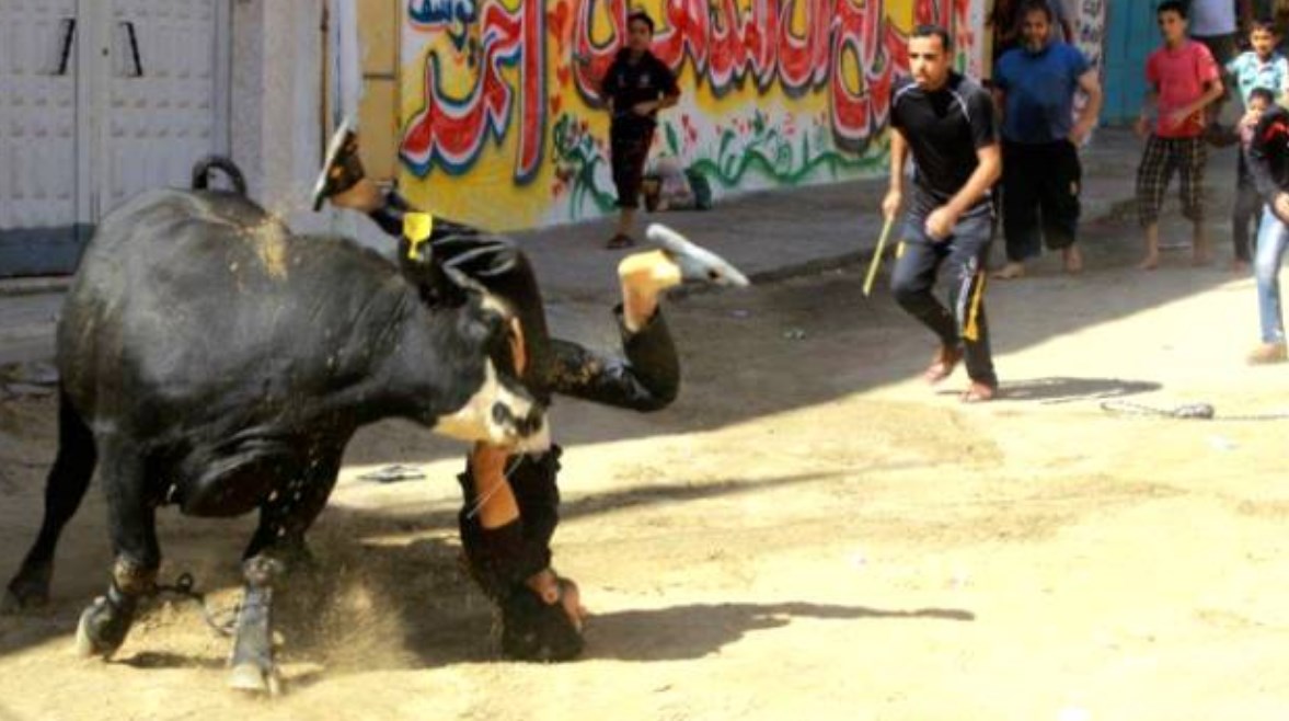 الطريقة الصحيحة للتعامل مع الأضحية