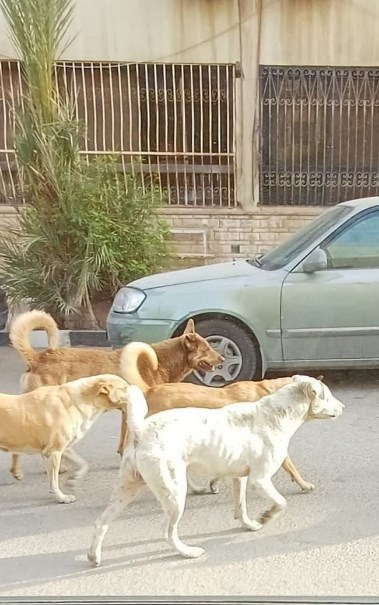 كلاب ضالة في أحد الشوارع 