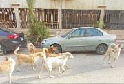 كلاب ضالة في أحد الشوارع 