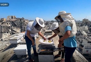 مربي النحل إبراهيم الضبة