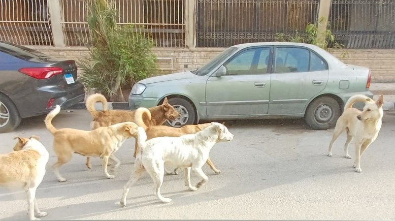 كلاب ضالة في أحد الشوارع 