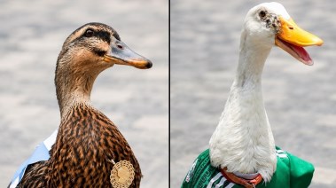 بطة المكسيك vs بطة اسكتلندا