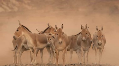مهر للحمار البري 