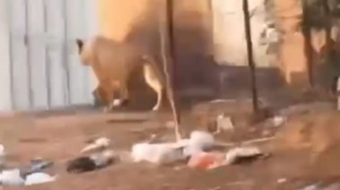 حيوان متوحش في شوارع مدينة جزائرية
