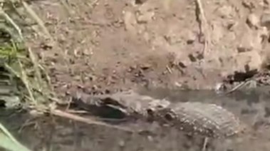 صورة التمساح المتداول 
