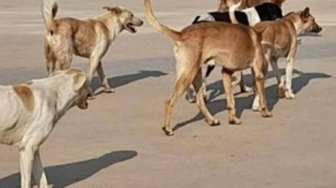  أرشيفية 