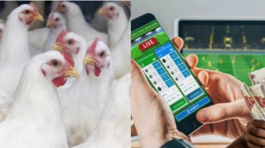  الأضحية بالطيور والمراهنات