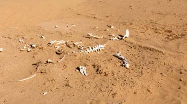 رفات أشخاص - أرشيفية