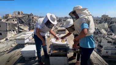 مربي النحل إبراهيم الضبة