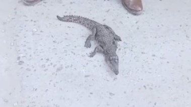 صورة التمساح 