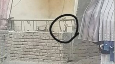 القطة المحتجزة