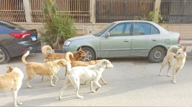 كلاب ضالة في أحد الشوارع 