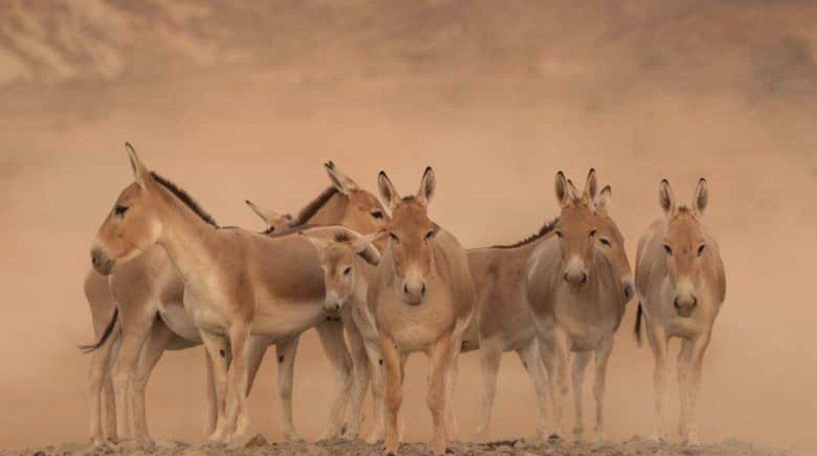 مهر للحمار البري 