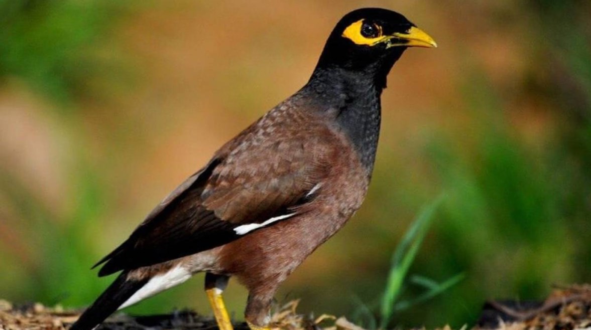 طائر المينا الهندي