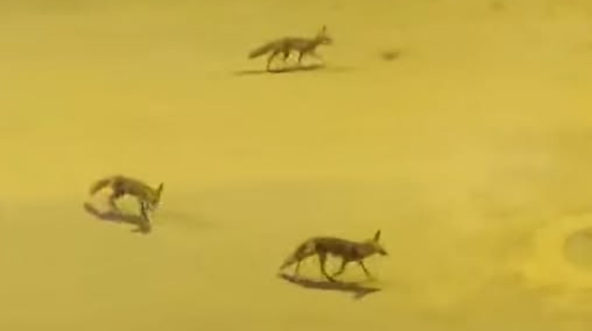 ثعالب حدائق أكتوبر