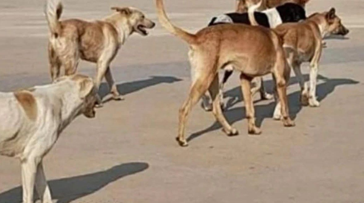 أرشيفية 
