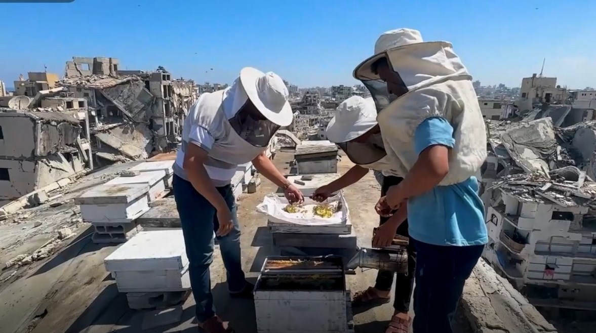 مربي النحل إبراهيم الضبة
