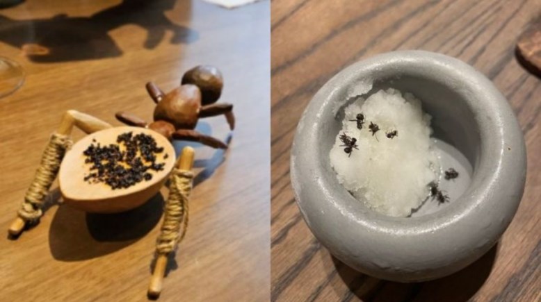 مجموعة من النمل 