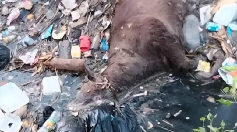 مخلفات في ترعة الشيخ حمد بنجع حمادي
