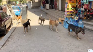 أزمة الكلاب الضالة