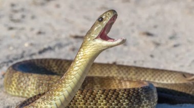 كيف تفرق بين الثعبان السام وغير السام 