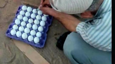 حملة موسعة لمكافحة الثعابين بقويسنا