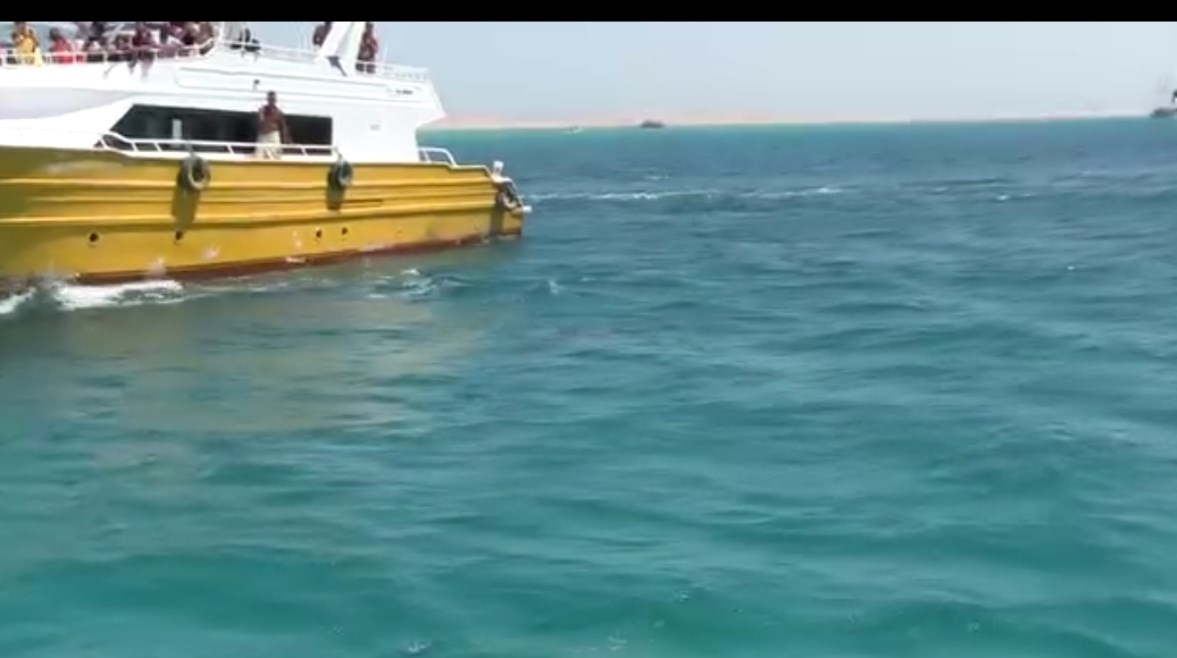 مشاهدة الدلافين في البحر الأحمر 