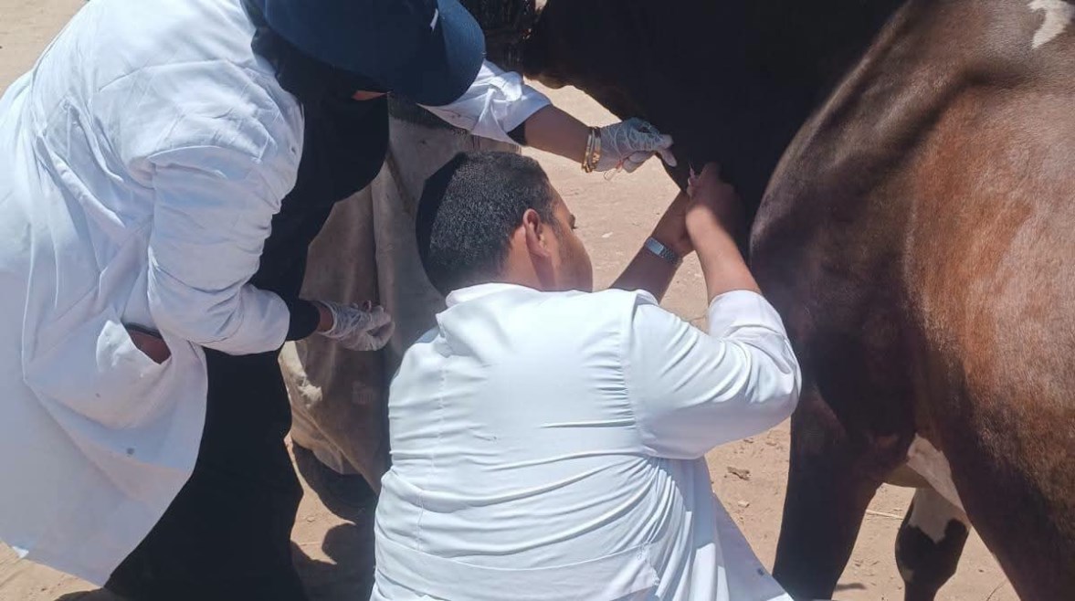 قوافل بيطرية مجانية بأسوان 