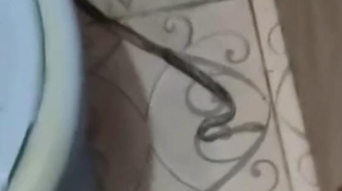 صورة الثعبان داخل المنزل 