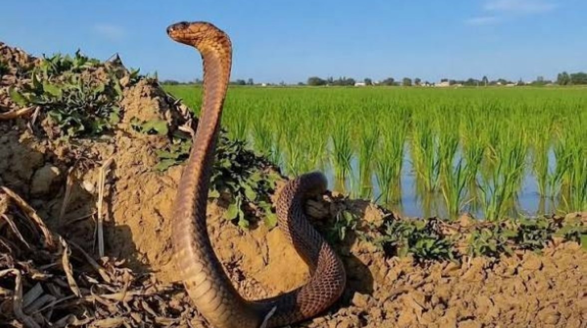 الثعابين 