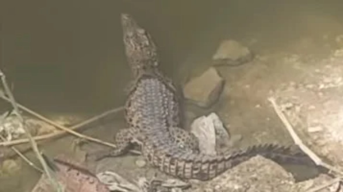 بعد العثور عليه.. قصة "تمساح شبرامنت" من البداية للنهاية