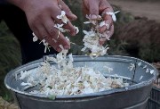 موسم قطف الياسمين
