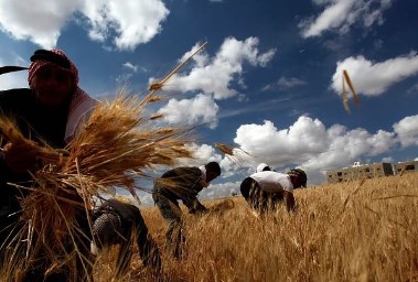 حقول قمح في سوريا
