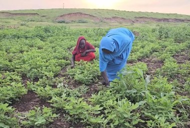 مزارعو القضارف سلة غذاء السودان يطالبون بدعم حكومي ويشكون شح المحاصيل