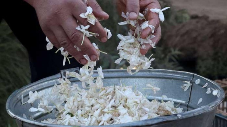 موسم قطف الياسمين
