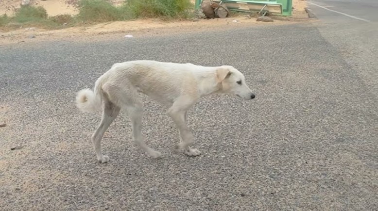 أرشيفية