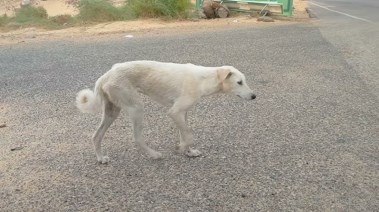 أرشيفية