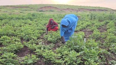 مزارعو القضارف سلة غذاء السودان يطالبون بدعم حكومي ويشكون شح المحاصيل